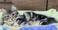 Helena tündéri kuriliai bobtail