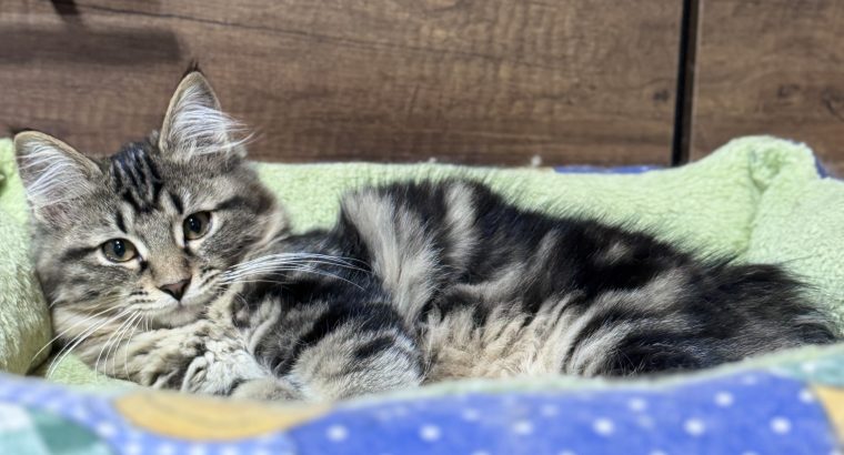 Helena tündéri kuriliai bobtail