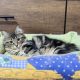 Helena tündéri kuriliai bobtail