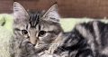 Helena tündéri kuriliai bobtail