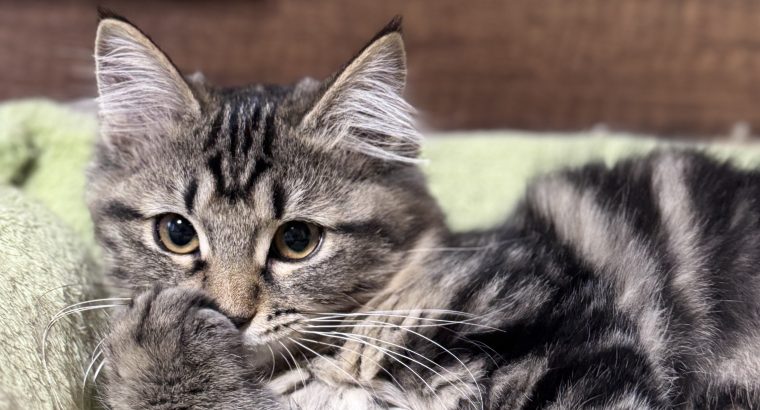 Helena tündéri kuriliai bobtail