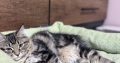 Helena tündéri kuriliai bobtail