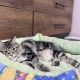 Helena tündéri kuriliai bobtail