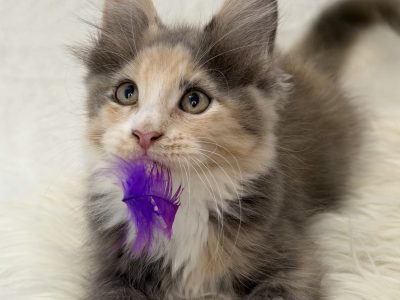Cattleya Coon Siren
