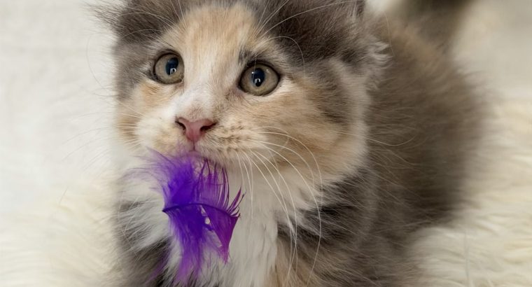 Cattleya Coon Siren