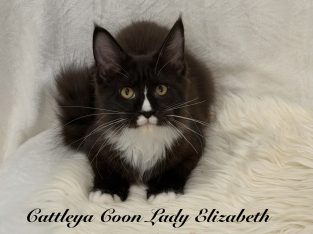 Cattleya Coon Lady Elizabeth