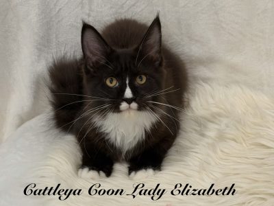 Cattleya Coon Lady Elizabeth