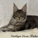 Cattleya Coon Trisha