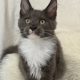 Cattleya Coon Django
