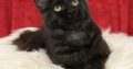 Cattleya Coon Bastet