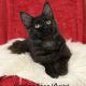 Cattleya Coon Bastet