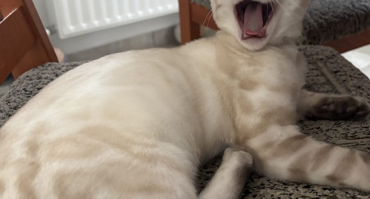 Snow lynx kisfiú