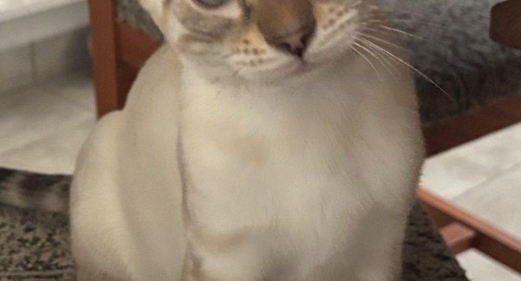 Snow lynx kisfiú