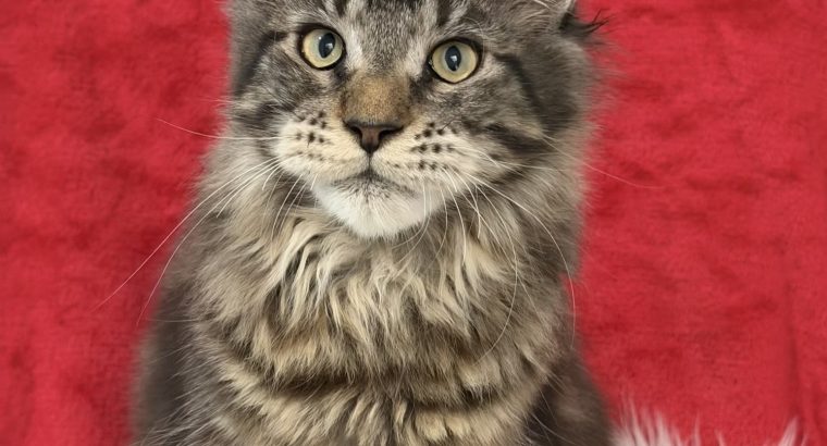 Cattleya Coon Remy