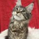 Cattleya Coon Remy