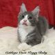Cattleya Coon Peggy Baby
