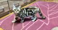 Brit tabby mintás kislány