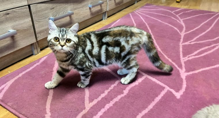 Brit tabby mintás kislány
