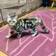 Brit tabby mintás kislány