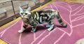Brit tabby mintás kislány