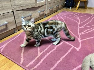 Brit tabby mintás kislány