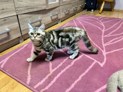 Brit tabby mintás kislány