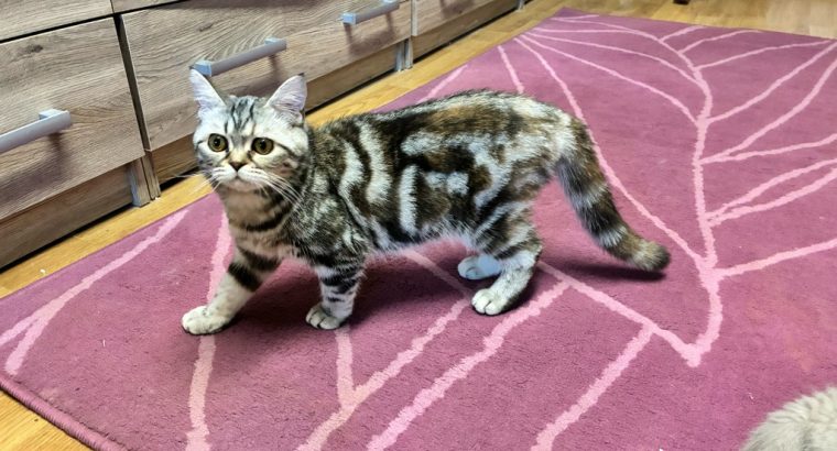 Brit tabby mintás kislány
