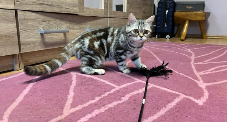 Brit tabby mintás kislány
