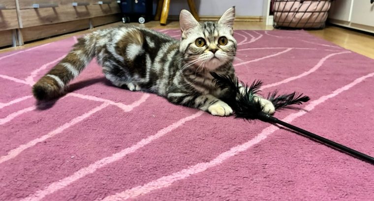 Brit tabby mintás kislány