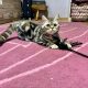 Brit tabby mintás kislány