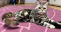 Brit tabby mintás kislány