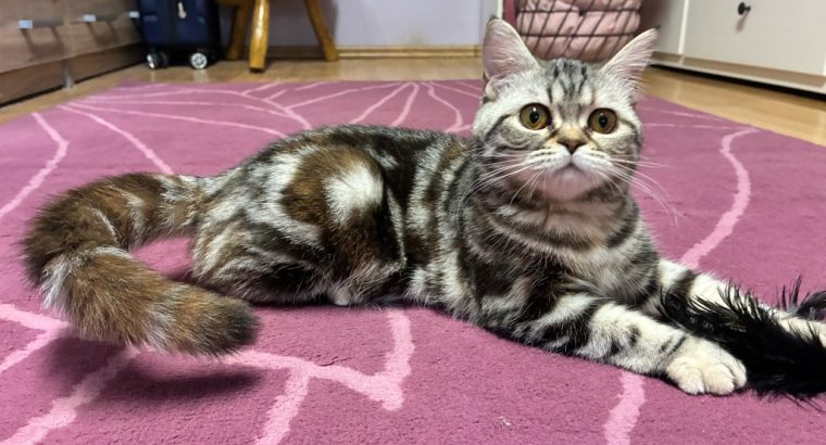 Brit tabby mintás kislány