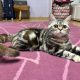Brit tabby mintás kislány