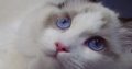 ❤️San Francisco Ragdoll Boyl 🥰❤️