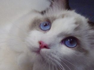 ❤️San Francisco Ragdoll Boyl 🥰❤️