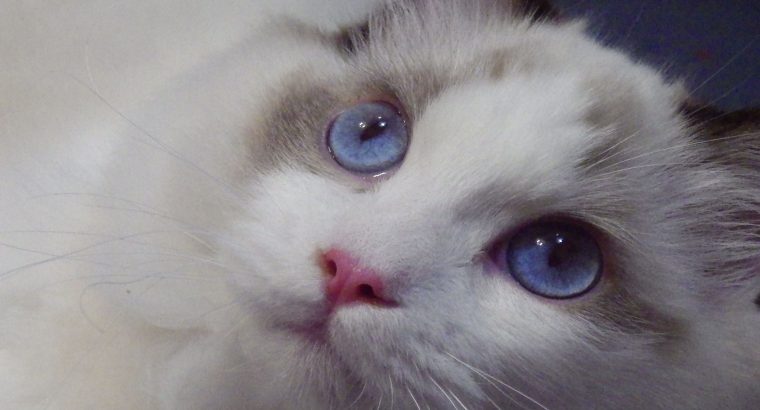 ❤️San Francisco Ragdoll Boyl 🥰❤️