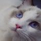 ❤️San Francisco Ragdoll Boyl 🥰❤️