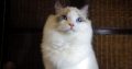 ❤️San Francisco Ragdoll Boyl 🥰❤️
