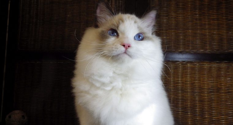 ❤️San Francisco Ragdoll Boyl 🥰❤️