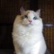 ❤️San Francisco Ragdoll Boyl 🥰❤️