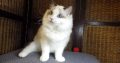 ❤️San Francisco Ragdoll Boyl 🥰❤️