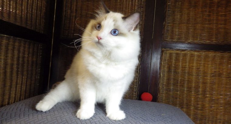 ❤️San Francisco Ragdoll Boyl 🥰❤️