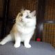 ❤️San Francisco Ragdoll Boyl 🥰❤️