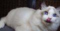 ❤️San Francisco Ragdoll Boyl 🥰❤️
