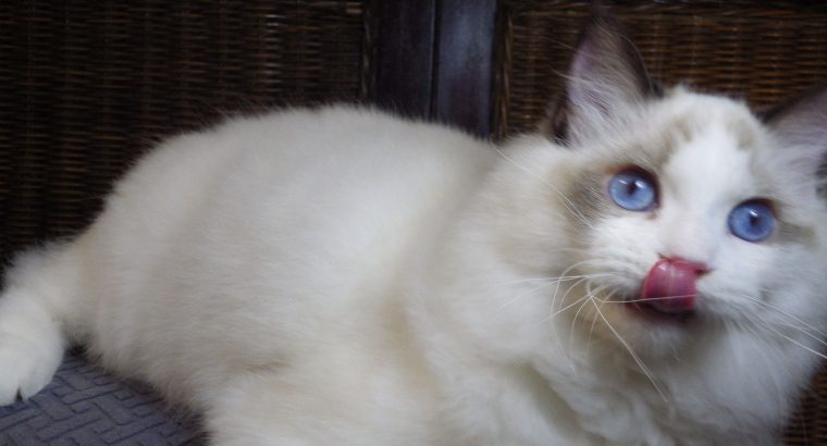 ❤️San Francisco Ragdoll Boyl 🥰❤️