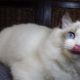 ❤️San Francisco Ragdoll Boyl 🥰❤️