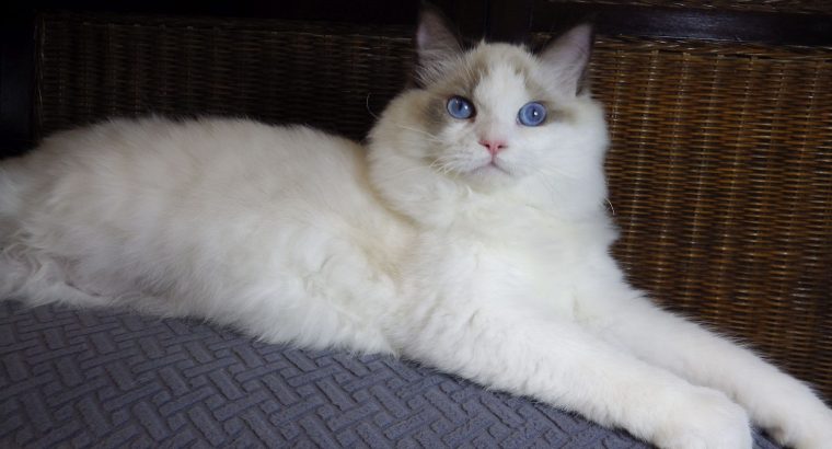 ❤️San Francisco Ragdoll Boyl 🥰❤️
