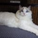 ❤️San Francisco Ragdoll Boyl 🥰❤️
