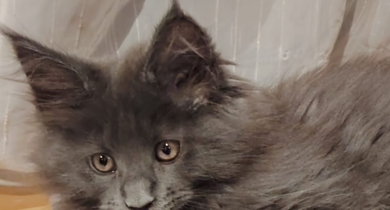 Maine Coon kislány gazdit keres