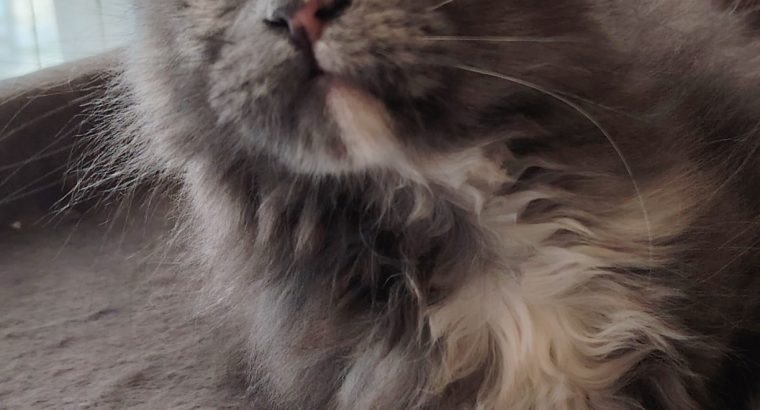 Maine Coon kislány gazdit keres